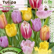 Tulip Lacy, Mixed